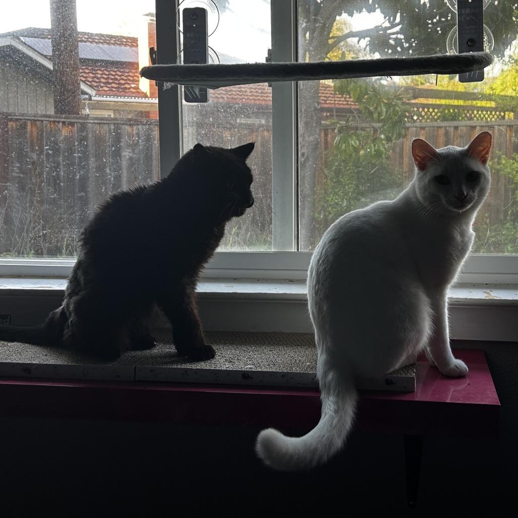 Toothless, Adoptable, Senior Female Domestic Short Hair.