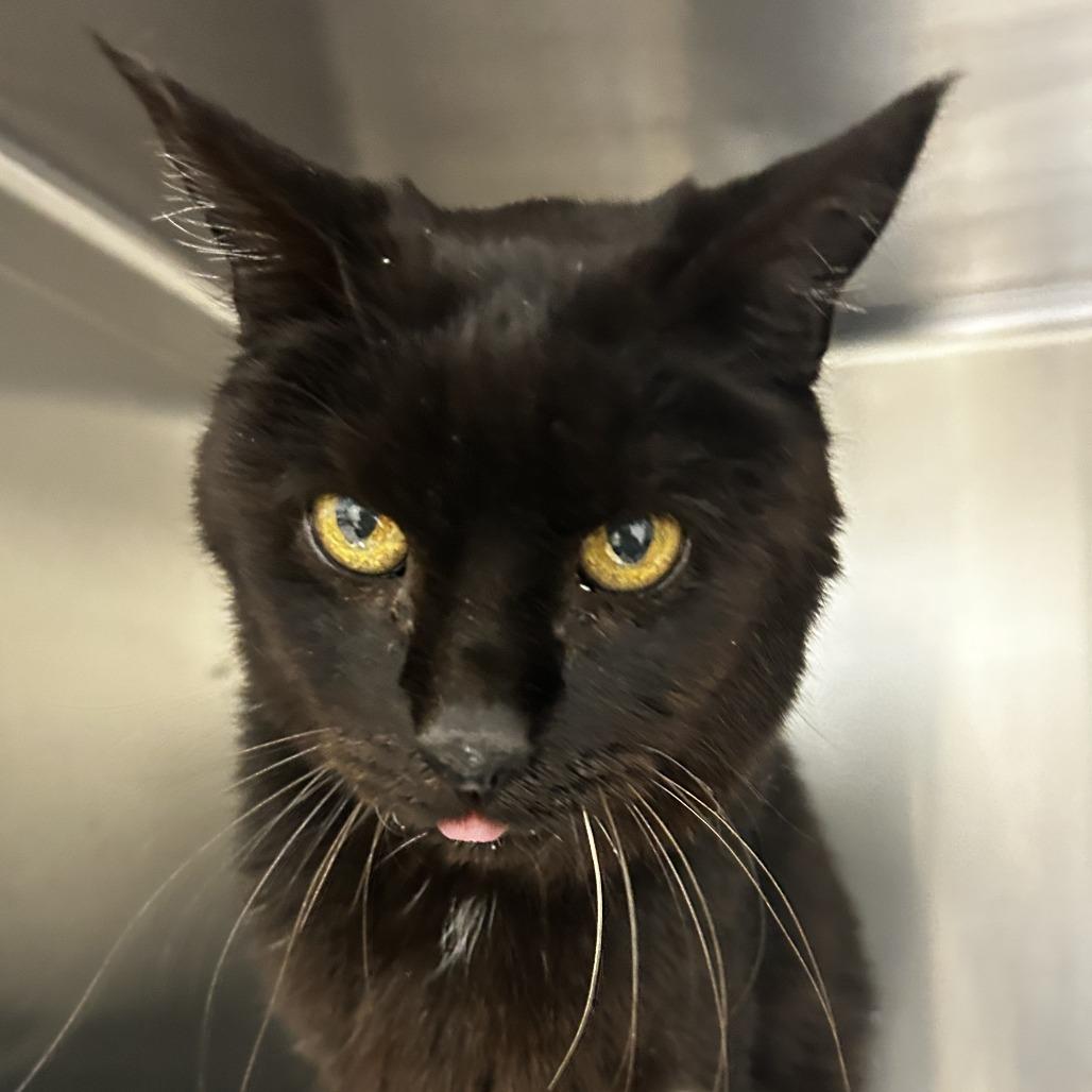 Enlarge Toothless, a Adoptable Domestic Short Hair in Pleasanton, CA image 3/5