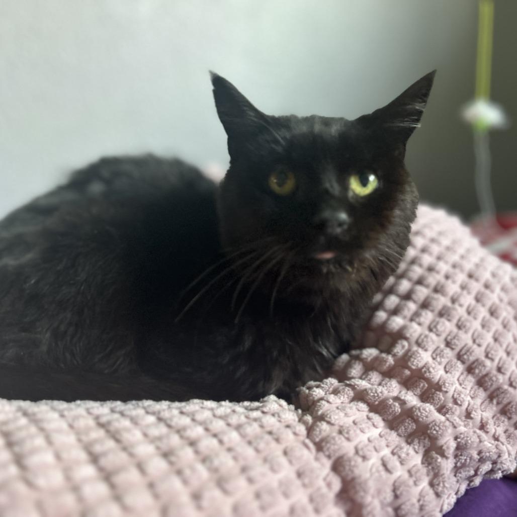 Enlarge Toothless, a Adoptable Domestic Short Hair in Pleasanton, CA image 4/5