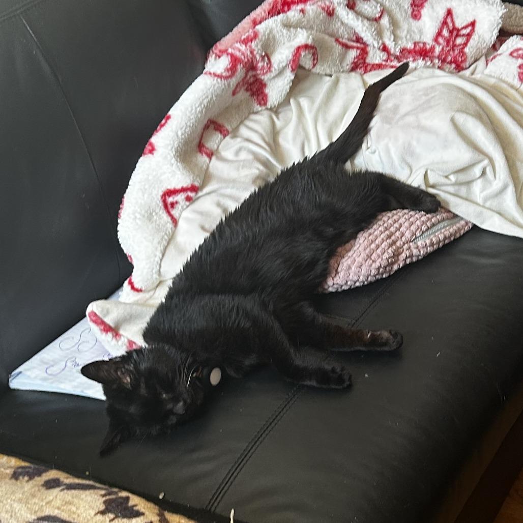 Enlarge Toothless, a Adoptable Domestic Short Hair in Pleasanton, CA image 5/5