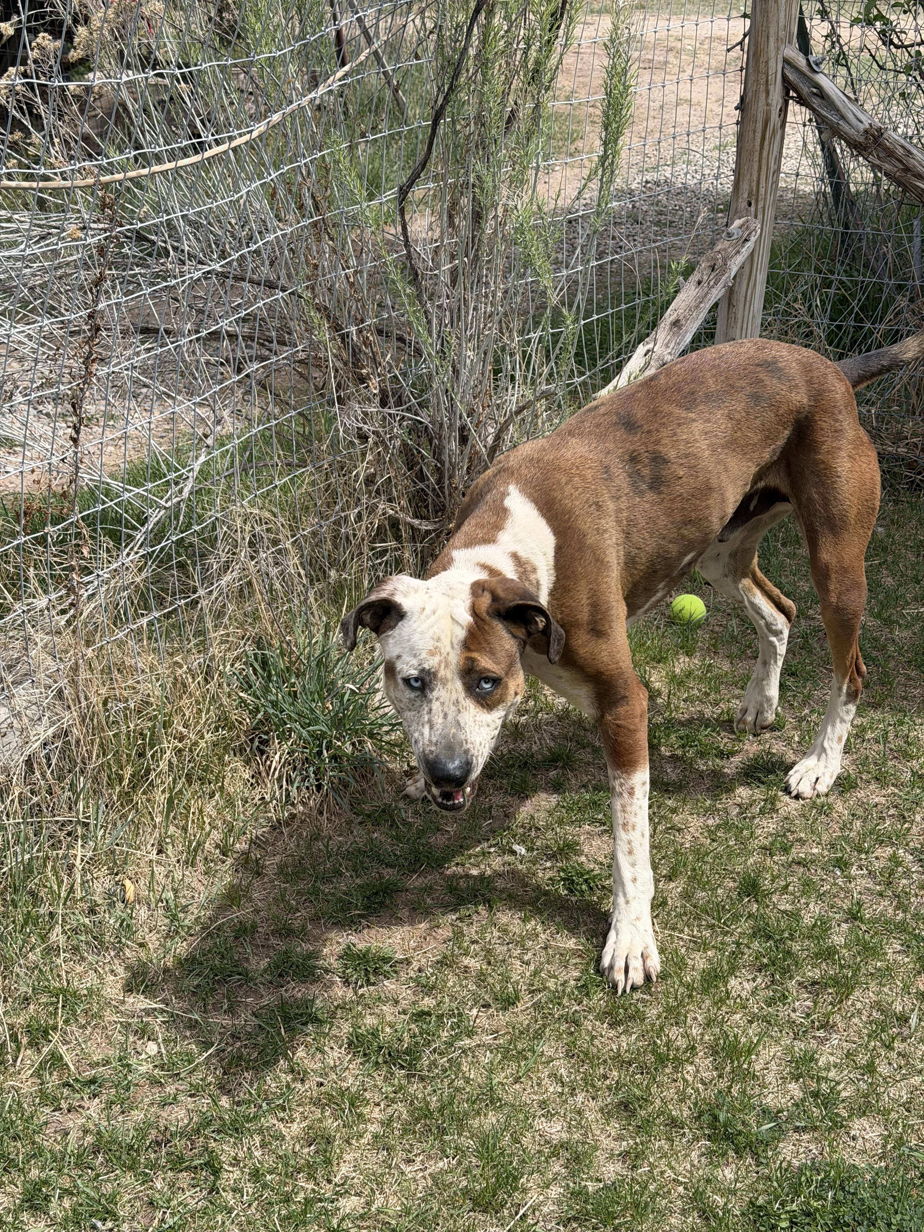 Enlarge Jasper , a Adoptable mixed breed in Durango, CO image 3/4