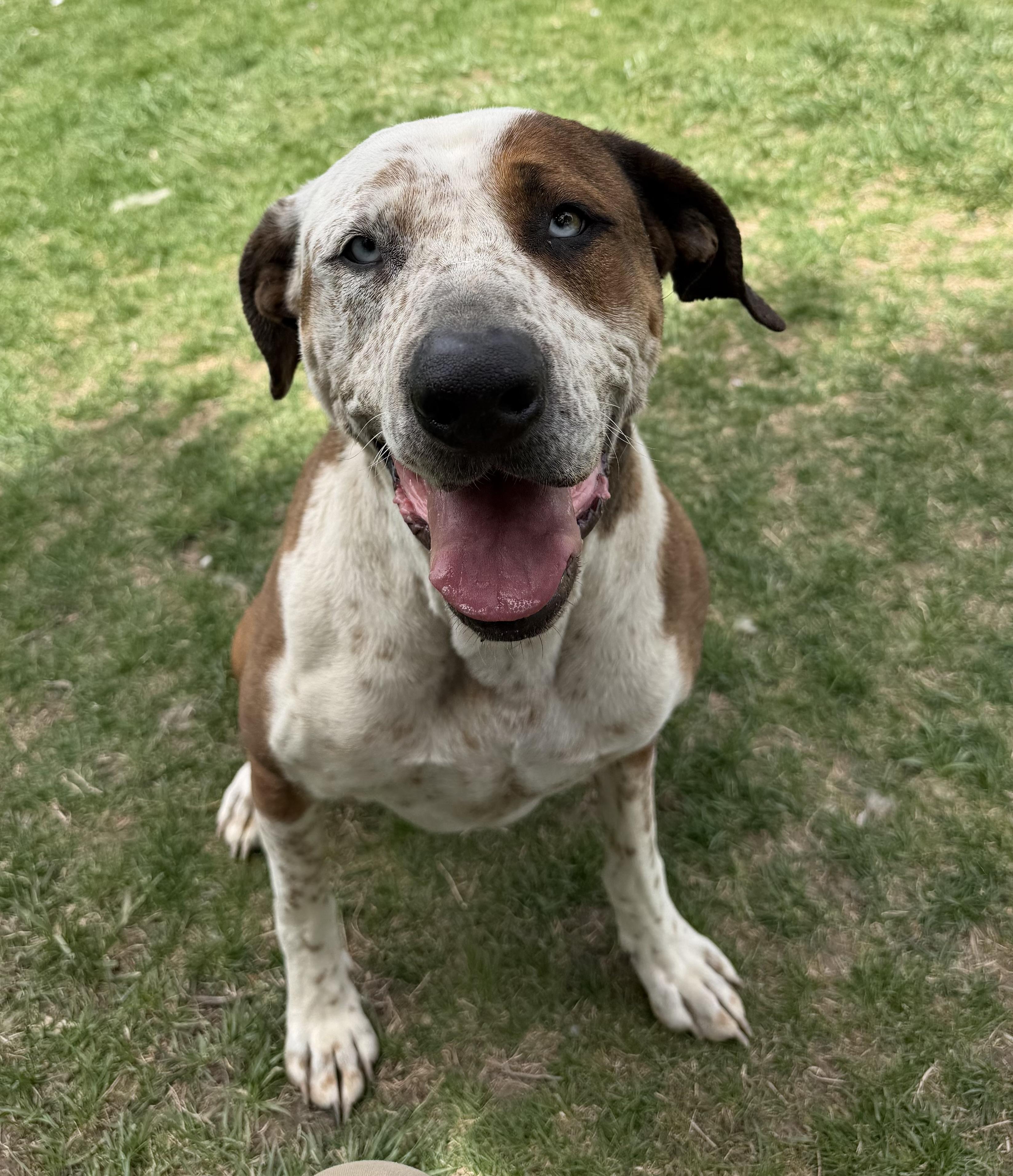 Enlarge Jasper , a Adoptable mixed breed in Durango, CO image 1/4