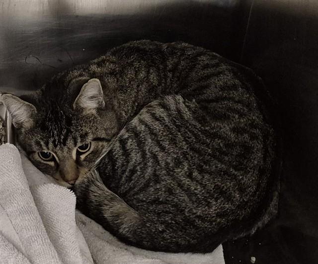 Enlarge ZIMMER, a Adoptable Domestic Short Hair in Decatur, IL image 1/1