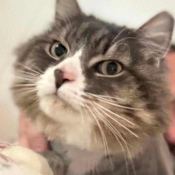 Paul, Adoptable, Senior Male Domestic Long Hair.