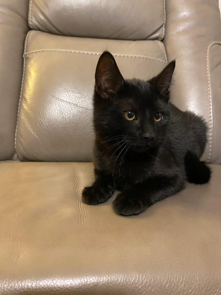 Buster, Adoptable, Young Male Domestic Short Hair.