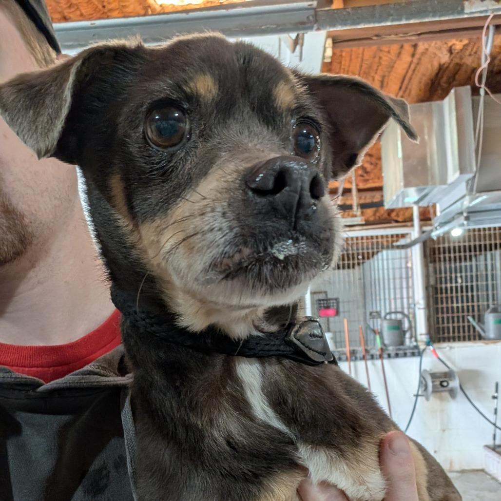 Rocky, Adoptable, Senior Male Mixed Breed.