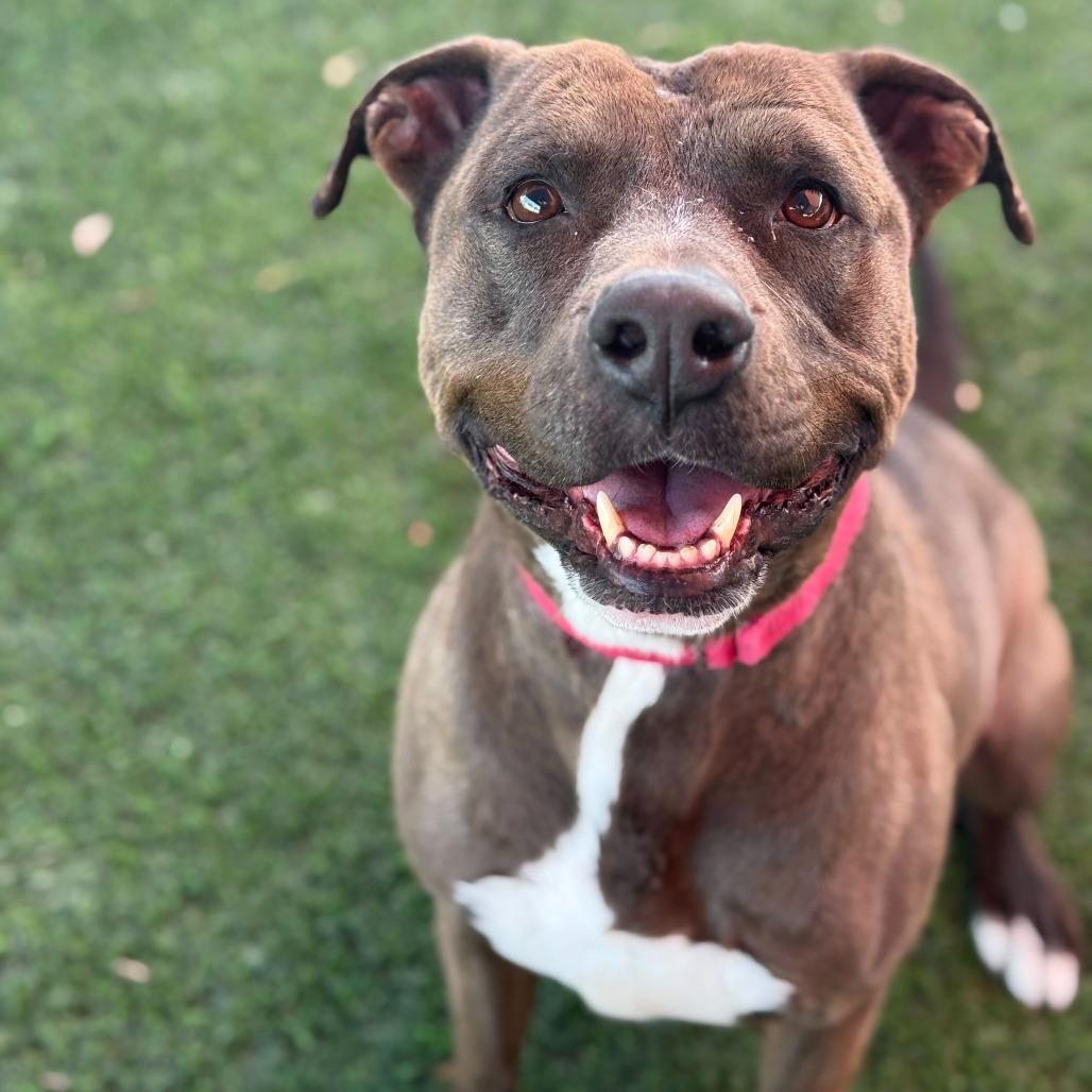 Stephen Jr, Adoptable, Senior Male American Staffordshire Terrier.