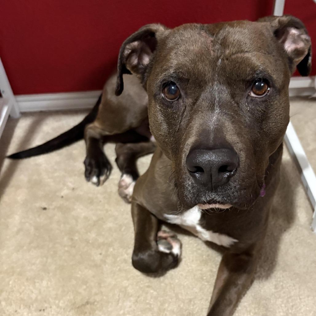 Enlarge Stephen Jr, a Adoptable mixed breed in San Antonio, TX image 1/6