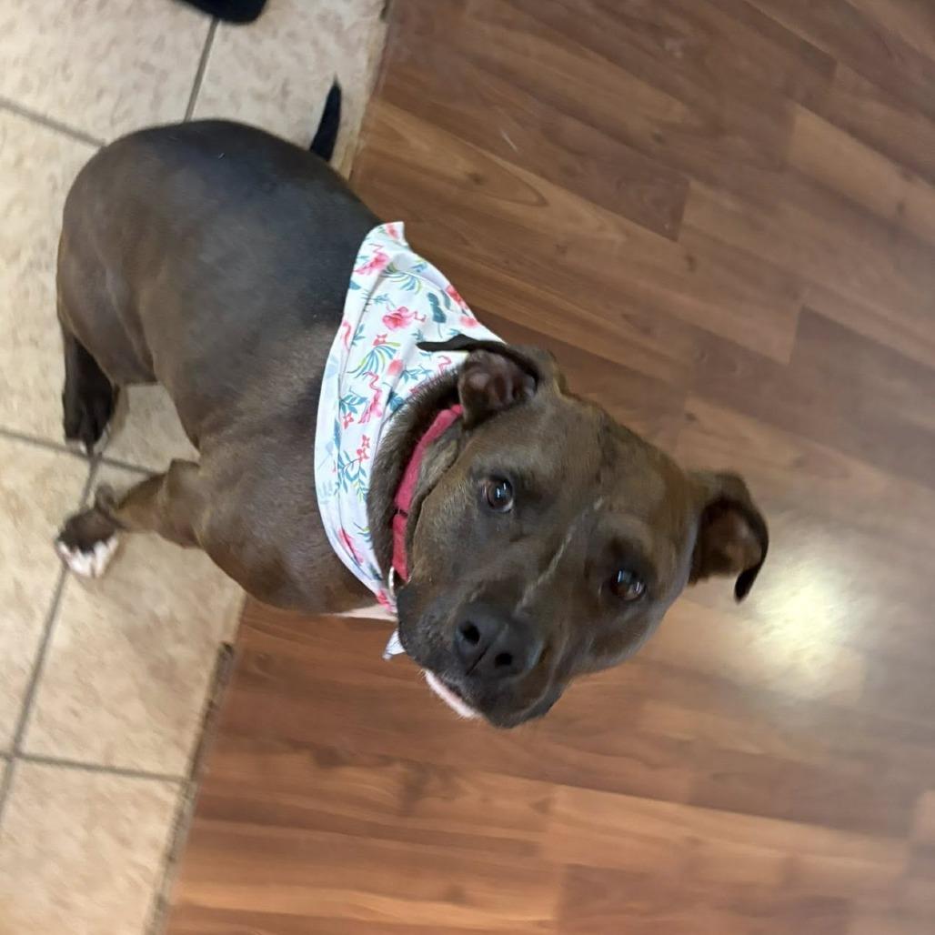 Stephen Jr, Adoptable, Senior Male American Staffordshire Terrier & Mixed Breed.