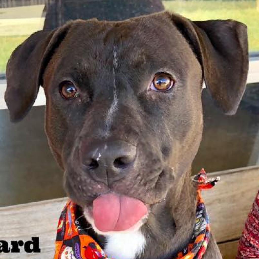 Enlarge Stephen Jr, a Adoptable mixed breed in San Antonio, TX image 1/6