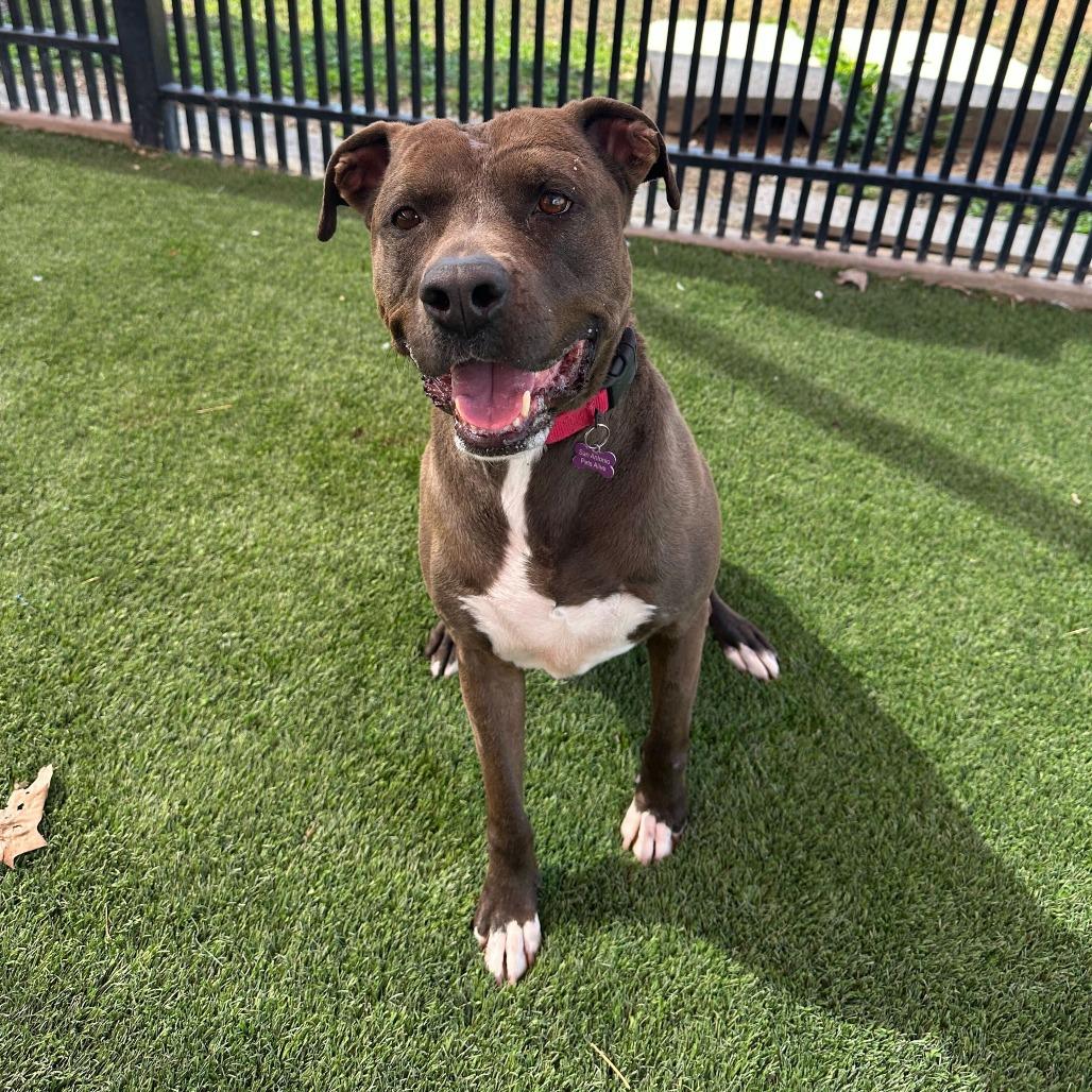 Enlarge Stephen Jr, a Adoptable mixed breed in San Antonio, TX image 2/6