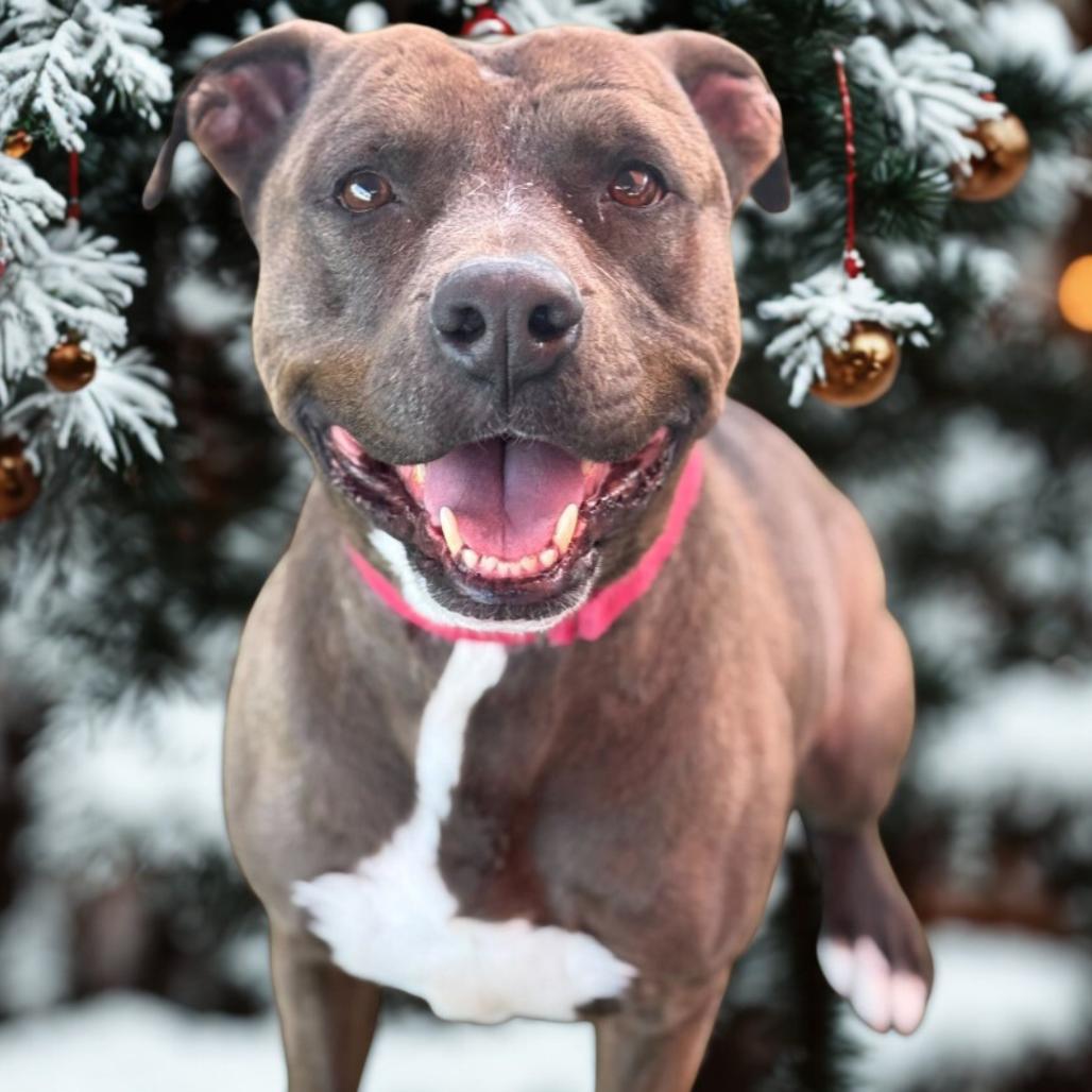 Enlarge Stephen Jr, a Adoptable mixed breed in San Antonio, TX image 3/6