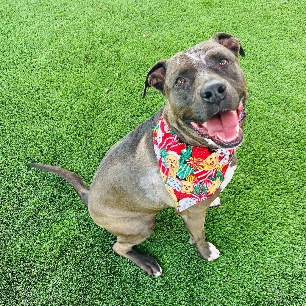 Enlarge Stephen Jr, a Adoptable mixed breed in San Antonio, TX image 4/6