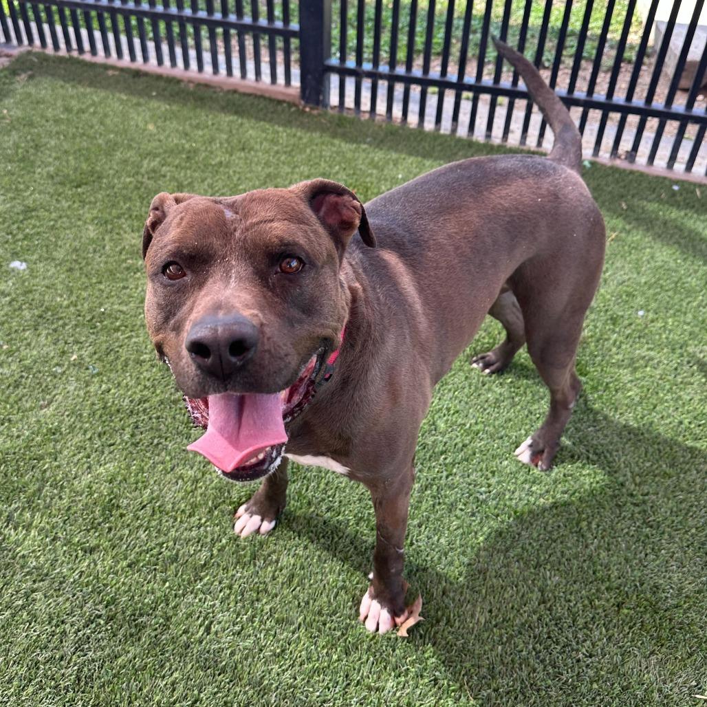 Enlarge Stephen Jr, a Adoptable mixed breed in San Antonio, TX image 5/6