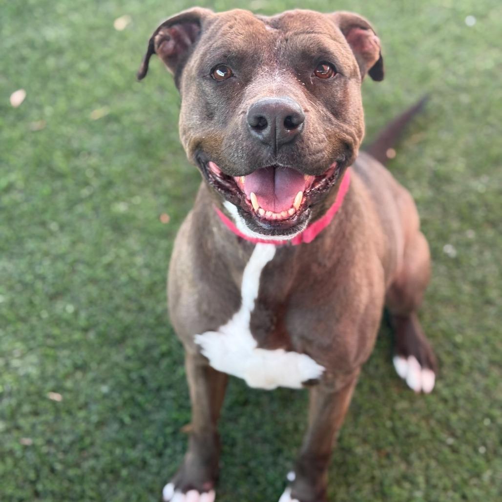 Enlarge Stephen Jr, a Adoptable mixed breed in San Antonio, TX image 6/6