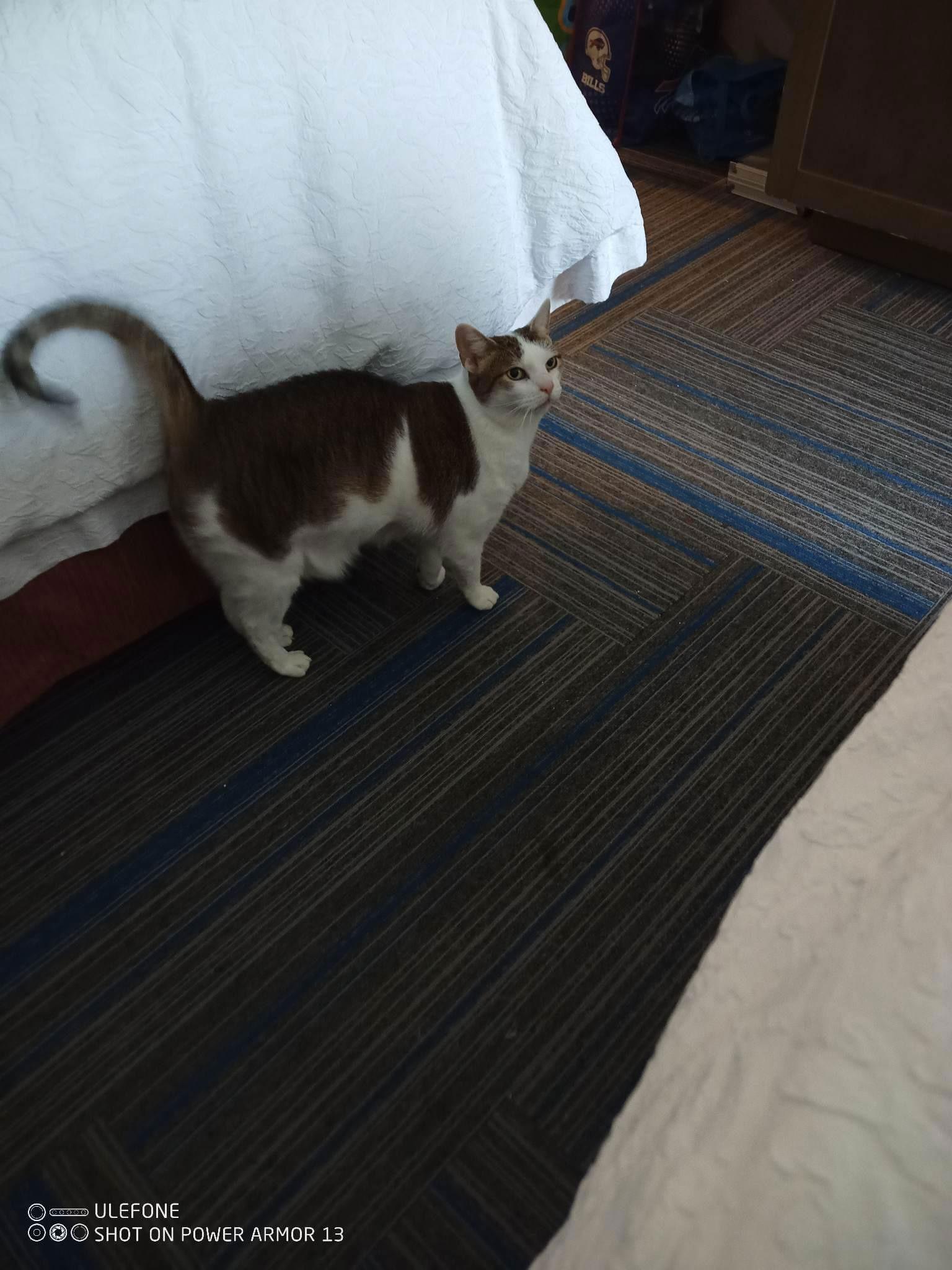 Pixie, a Adoptable Domestic Short Hair image 1/3