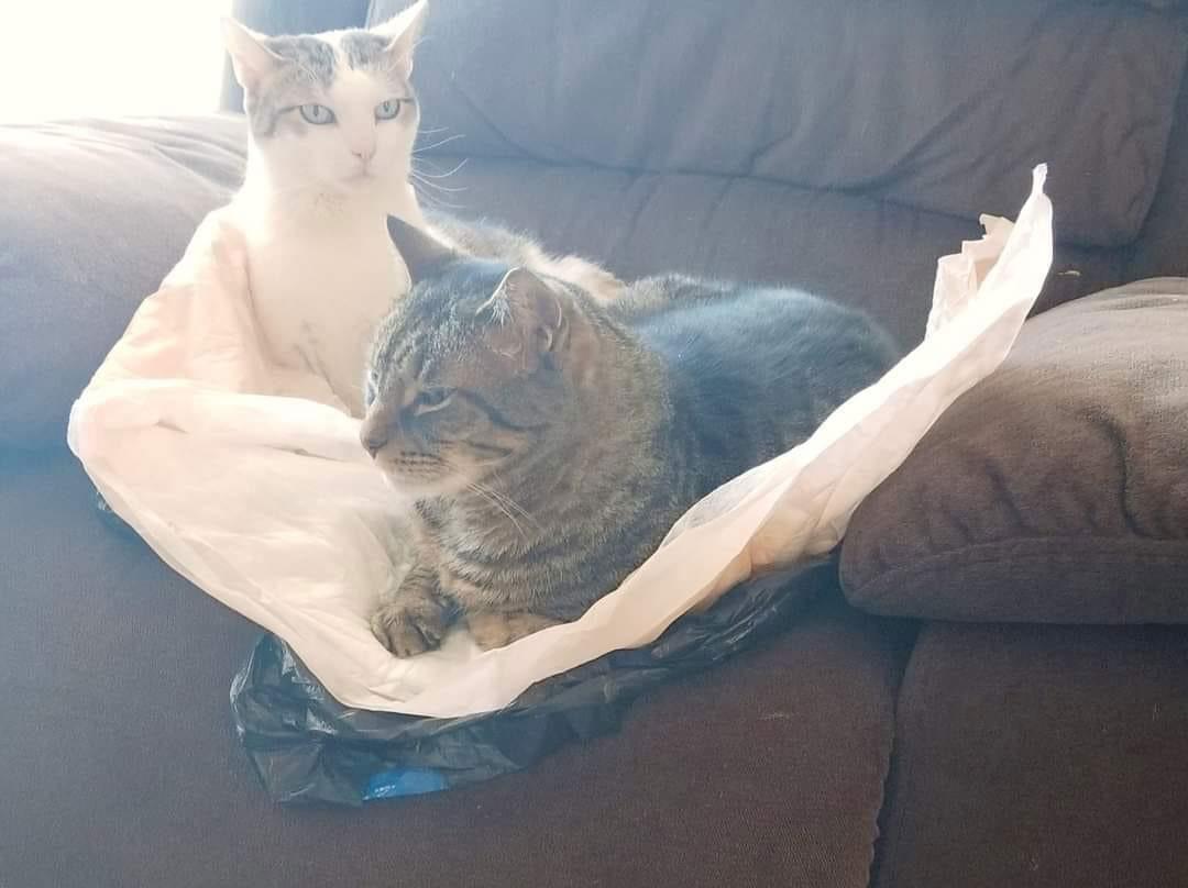 Pixie, a Adoptable Domestic Short Hair image 3/3