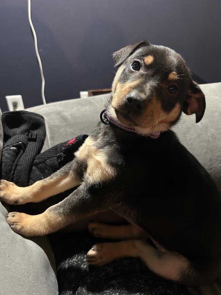 Enlarge Jonah, a Adoptable mixed breed in Loveland, OH image 1/1