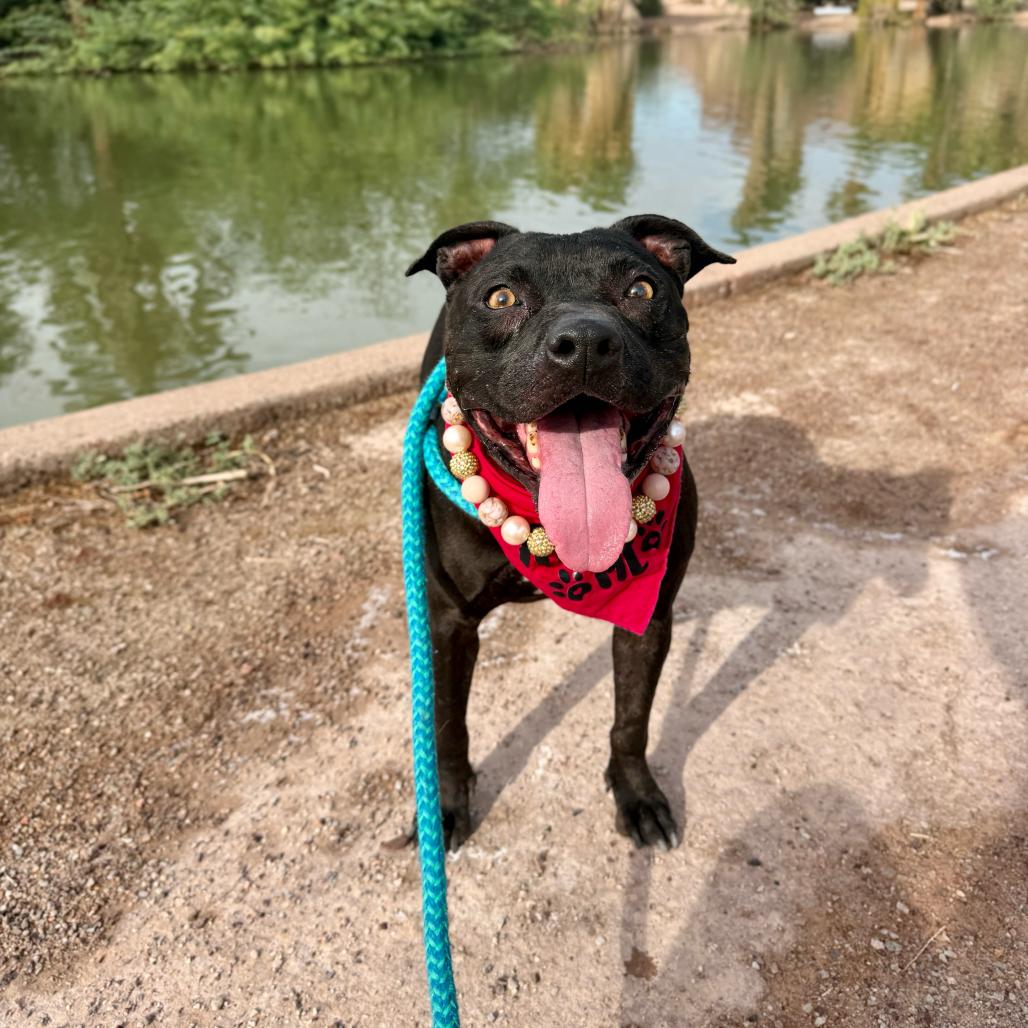 Soula, Adoptable, Senior Female American Staffordshire Terrier.