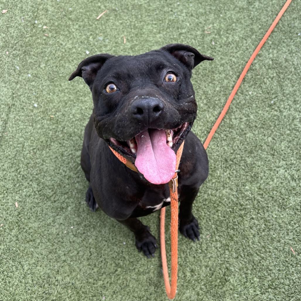 Soula, Adoptable, Senior Female American Staffordshire Terrier.