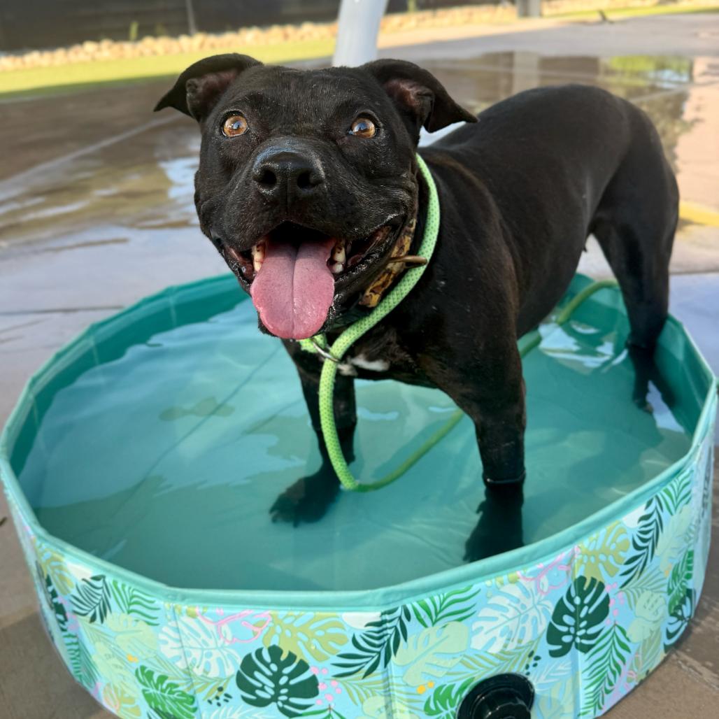 Enlarge Soula, a Adoptable American Staffordshire Terrier in Apache Junction, AZ image 2/6