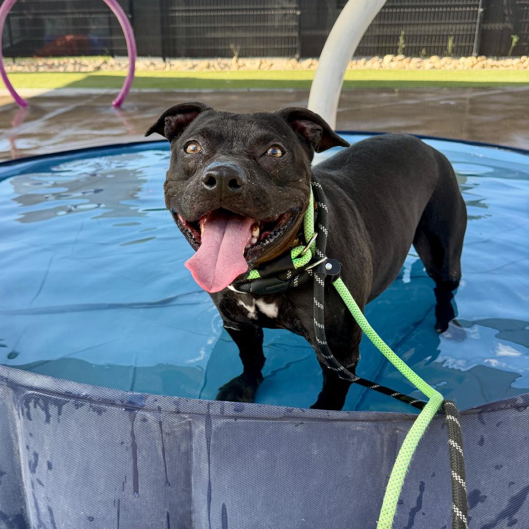 Soula, a Adoptable American Staffordshire Terrier in Apache Junction, AZ image 2/6