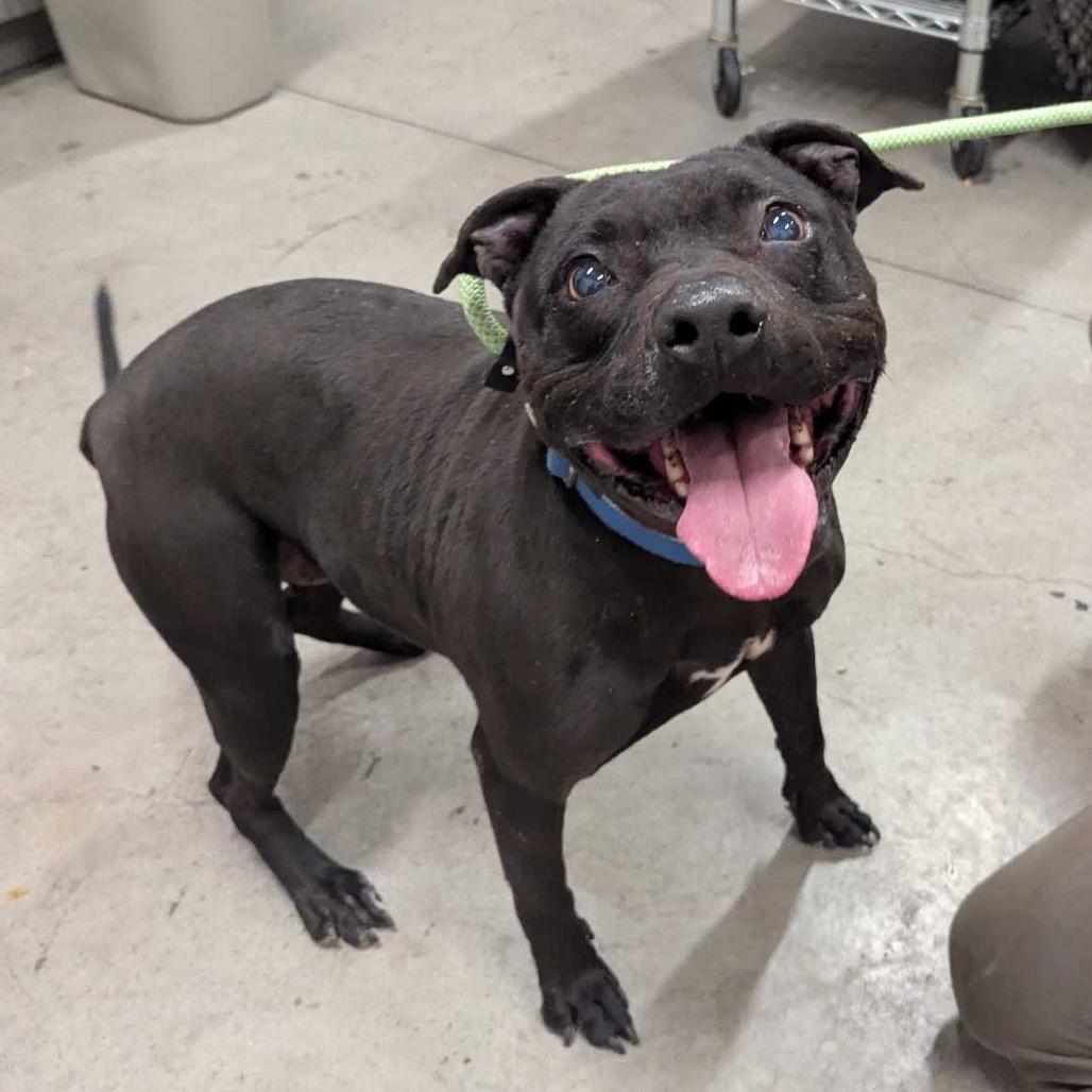 Soula, a Adoptable American Staffordshire Terrier in Apache Junction, AZ image 3/6