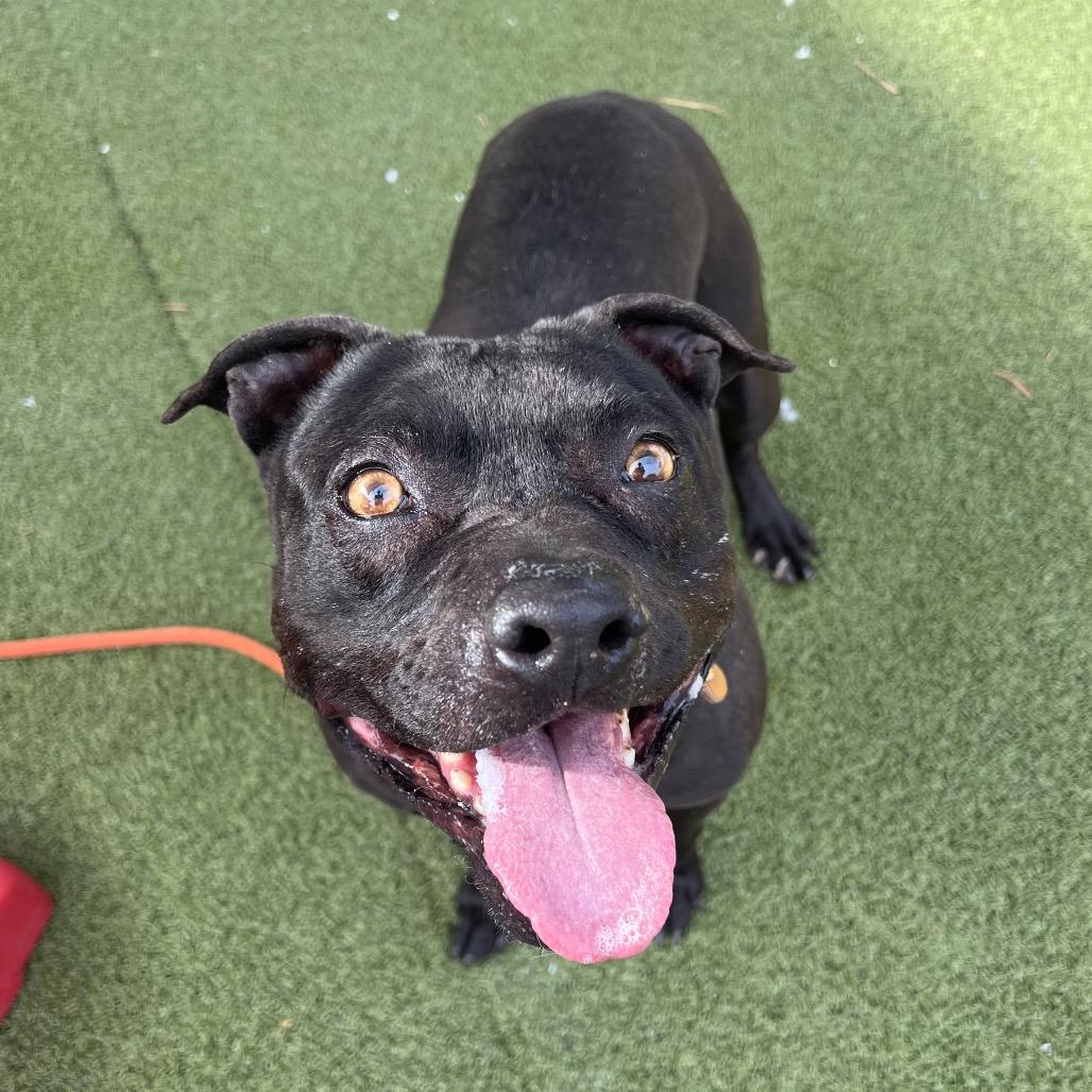 Soula, a Adoptable American Staffordshire Terrier in Apache Junction, AZ image 4/6