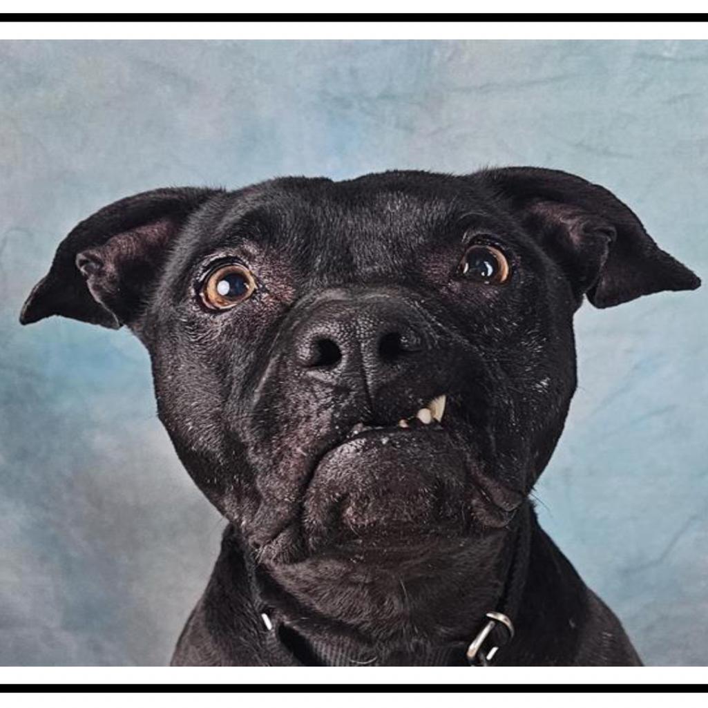 Soula, a Adoptable American Staffordshire Terrier in Apache Junction, AZ image 5/6