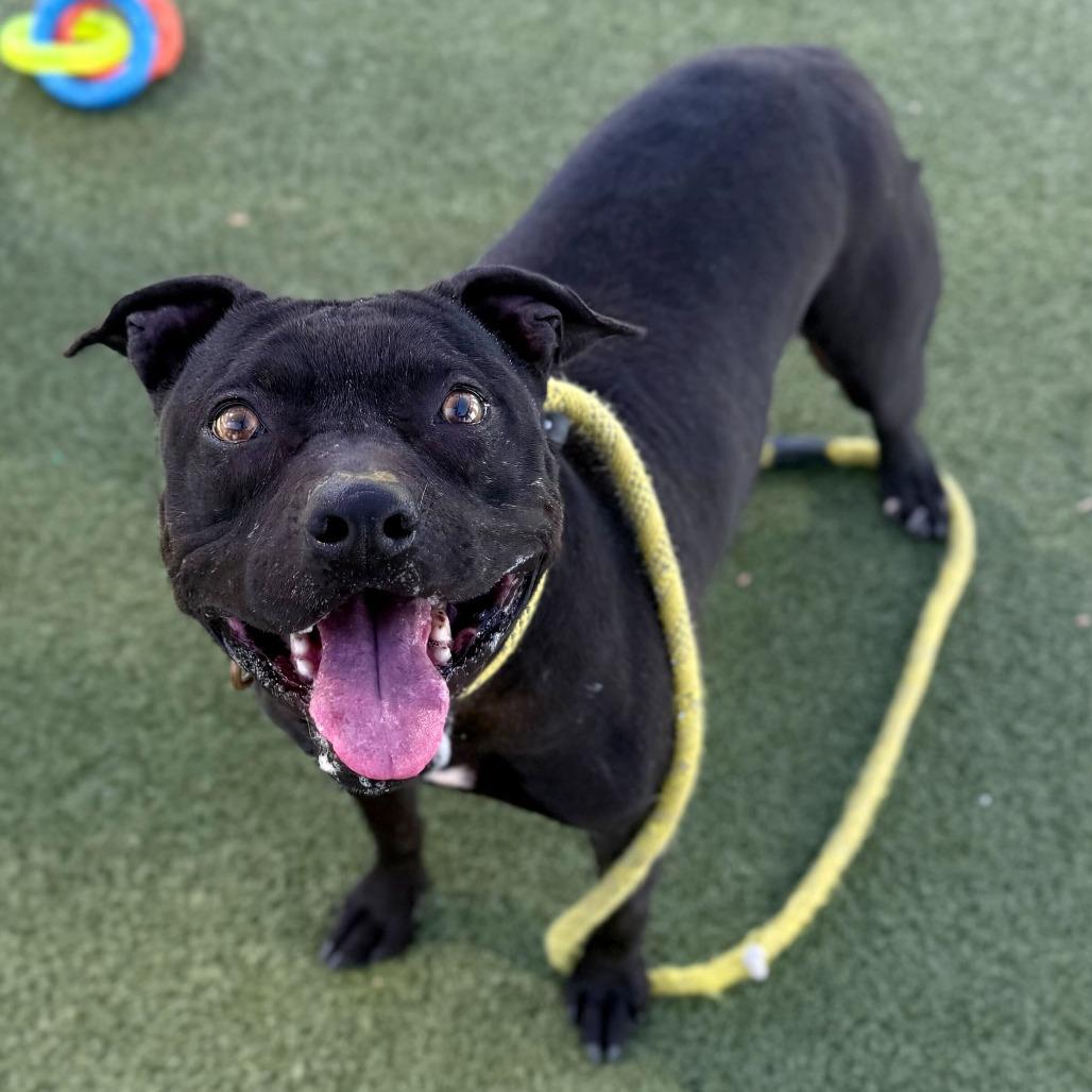 Soula, a Adoptable American Staffordshire Terrier in Apache Junction, AZ image 6/6