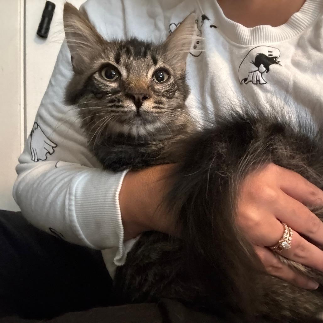 Enlarge Pocket Lint, a Adoptable Domestic Long Hair in Johnstown, PA image 1/1