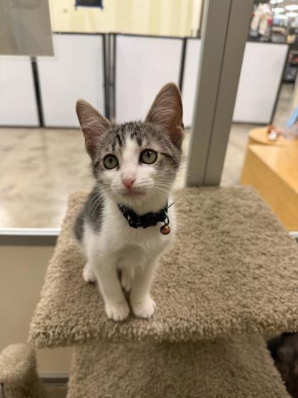 Marie, Adoptable, Kitten Female Domestic Short Hair & Domestic Short Hair.