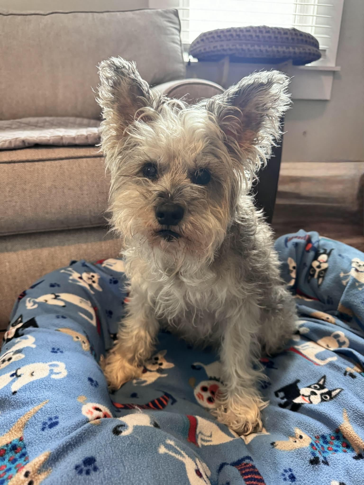 Enlarge Oscar, a Adoptable Schnauzer in Mount Pleasant, SC image 1/3