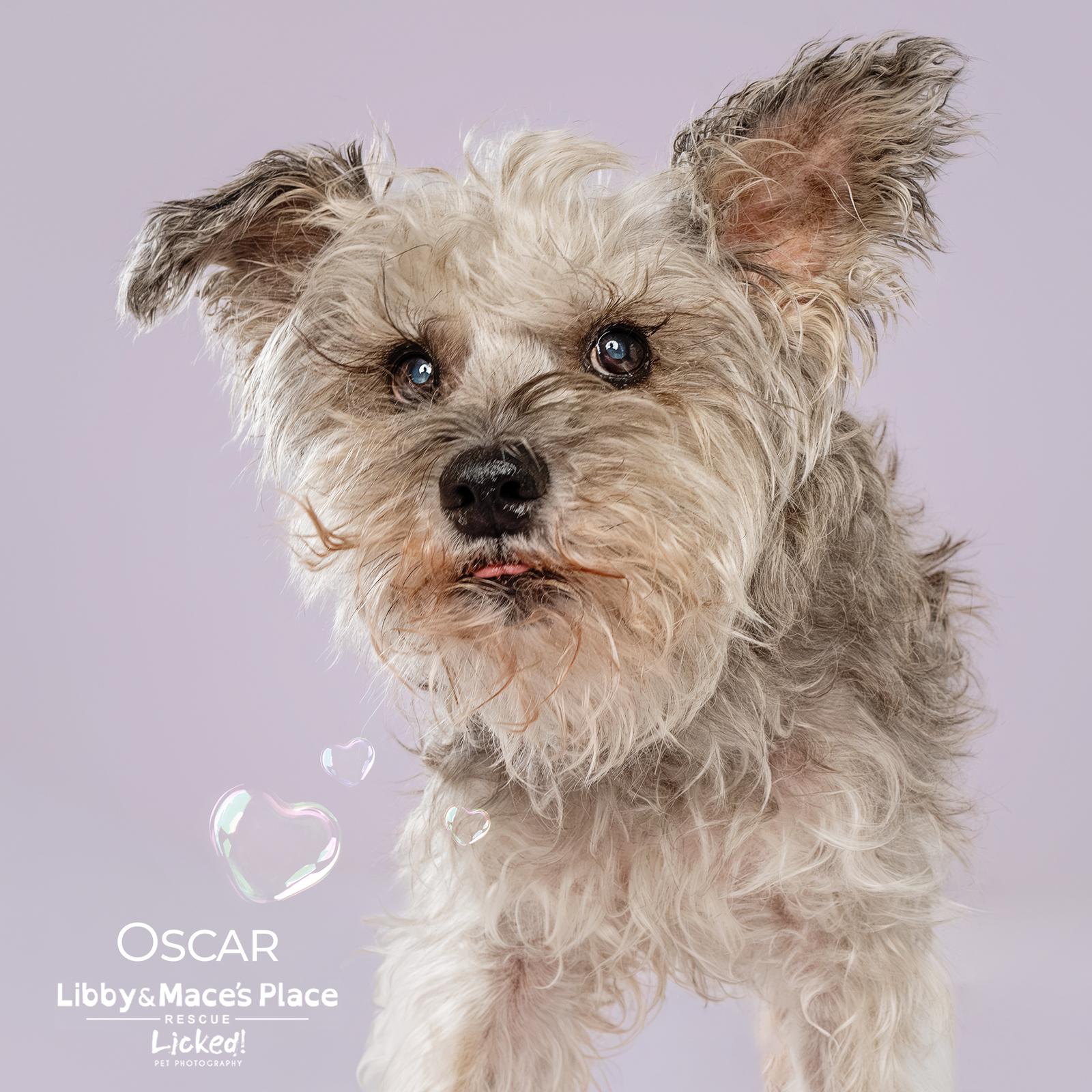 Oscar, a Adoptable Schnauzer in Mount Pleasant, SC image 3/3