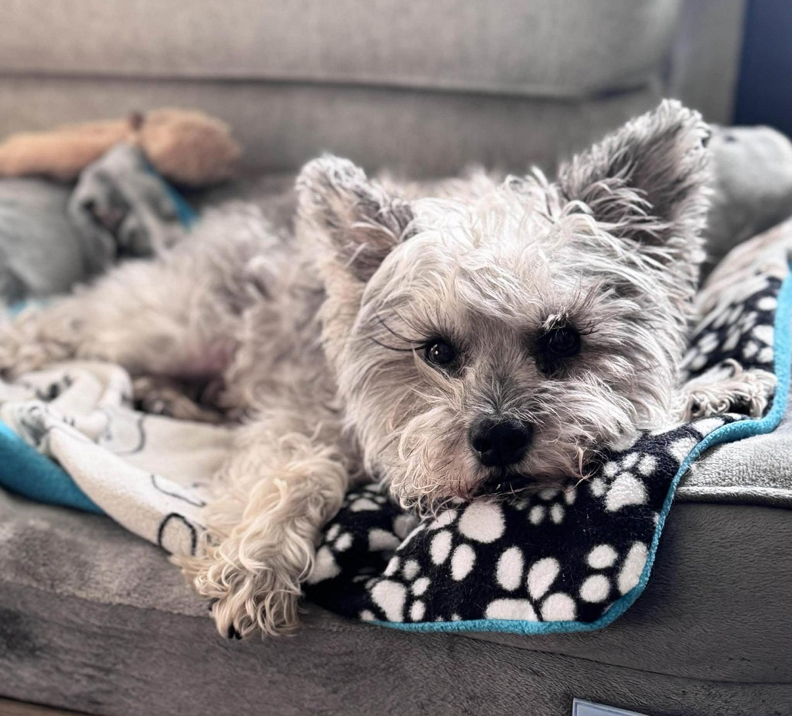 Enlarge Oscar, a Adoptable Schnauzer in Mount Pleasant, SC image 2/3