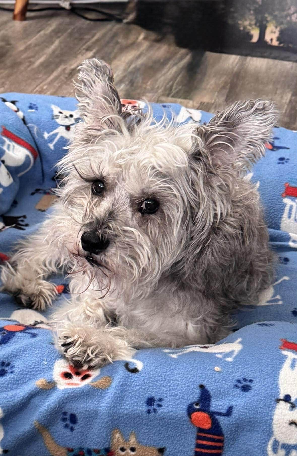 Enlarge Oscar, a Adoptable Schnauzer in Mount Pleasant, SC image 3/3