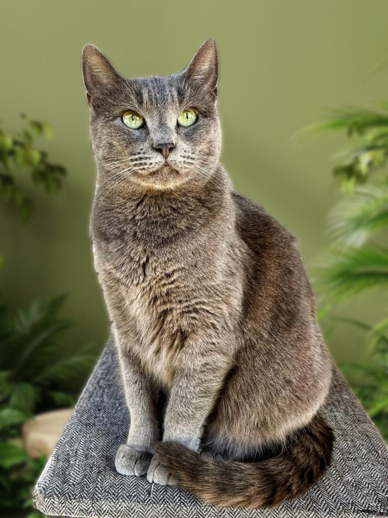 Skeeter, Adoptable, Adult Female Russian Blue.