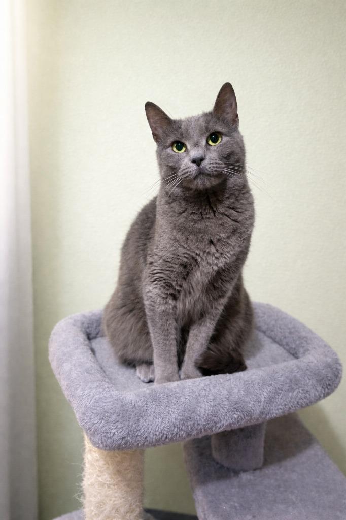 Enlarge Skeeter, a Adoptable Russian Blue in Seagoville, TX image 2/4