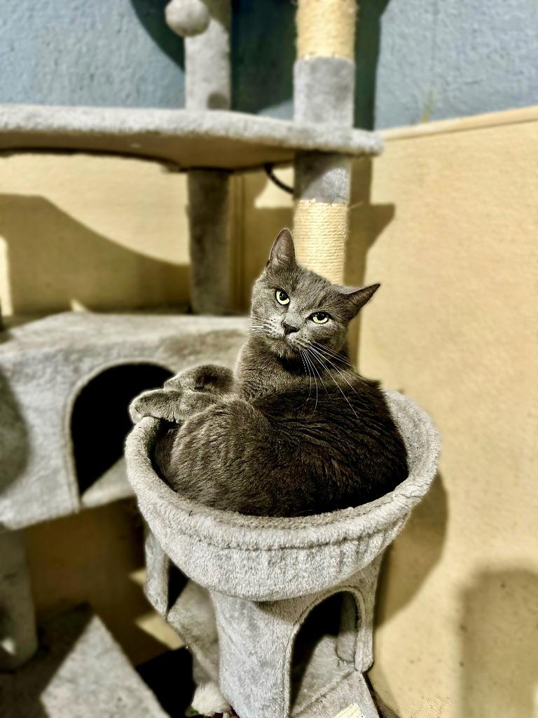 Enlarge Skeeter, a Adoptable Russian Blue in Seagoville, TX image 3/4