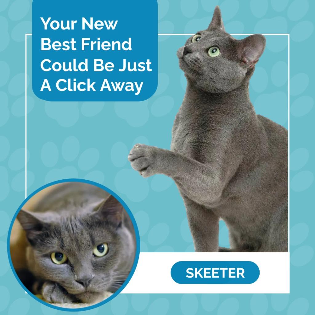 Enlarge Skeeter, a Adoptable Russian Blue in Seagoville, TX image 4/4