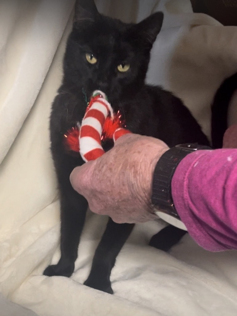 Coalby, Adopted, Young Male Domestic Short Hair.