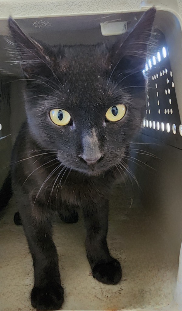 Coalby, a Adopted Domestic Short Hair in Seminole, OK image 4/6