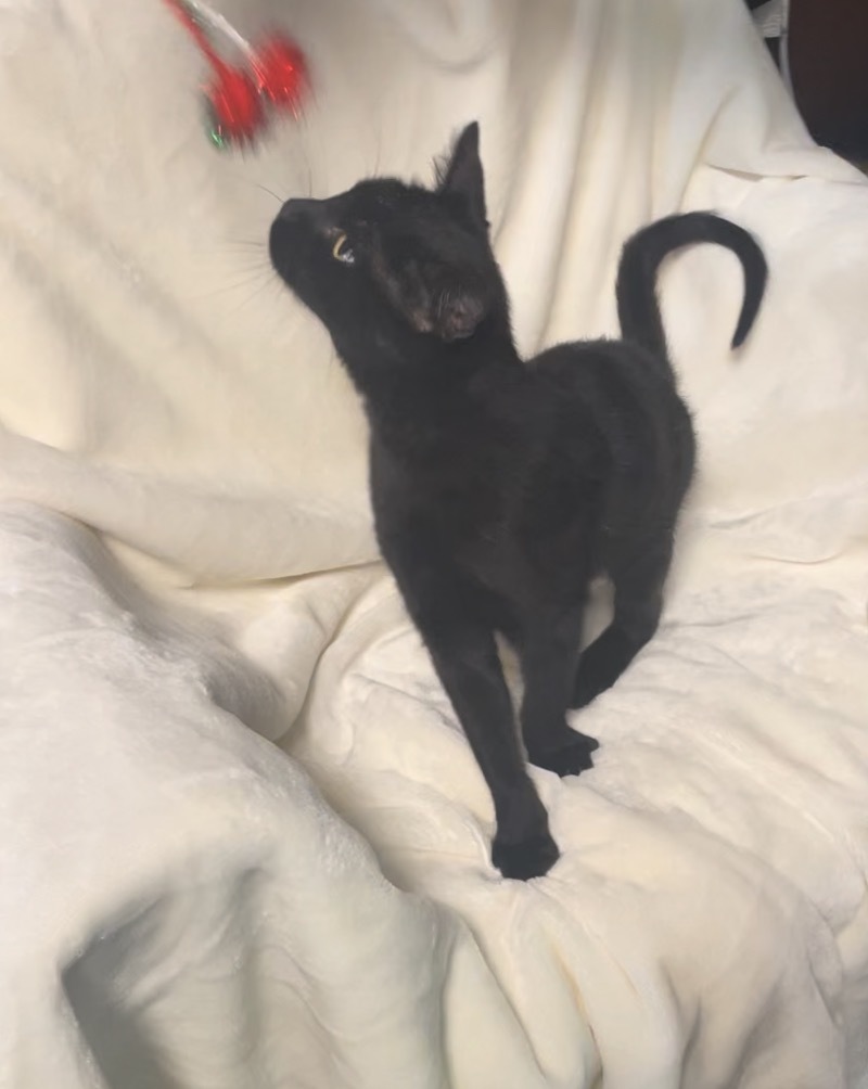 Coalby, a Adopted Domestic Short Hair in Seminole, OK image 5/6