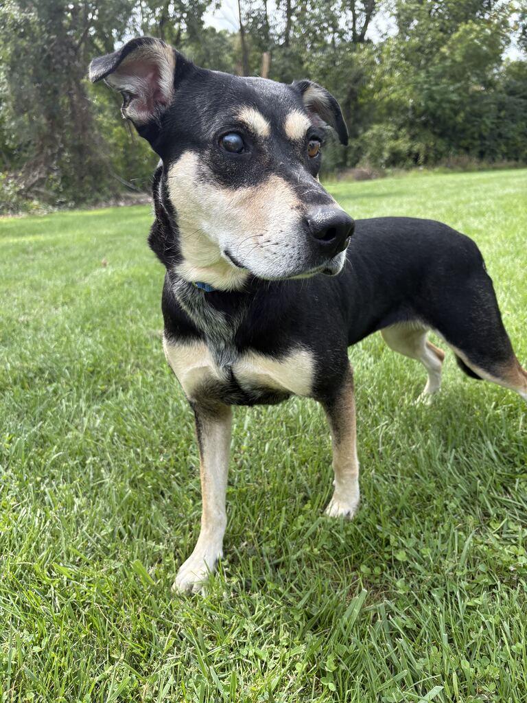 Enlarge Kitty, a Adoptable mixed breed in Jackson, MI image 3/6