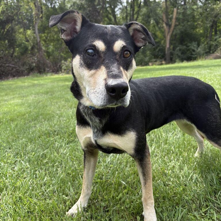 Enlarge Kitty, a Adoptable mixed breed in Jackson, MI image 2/6