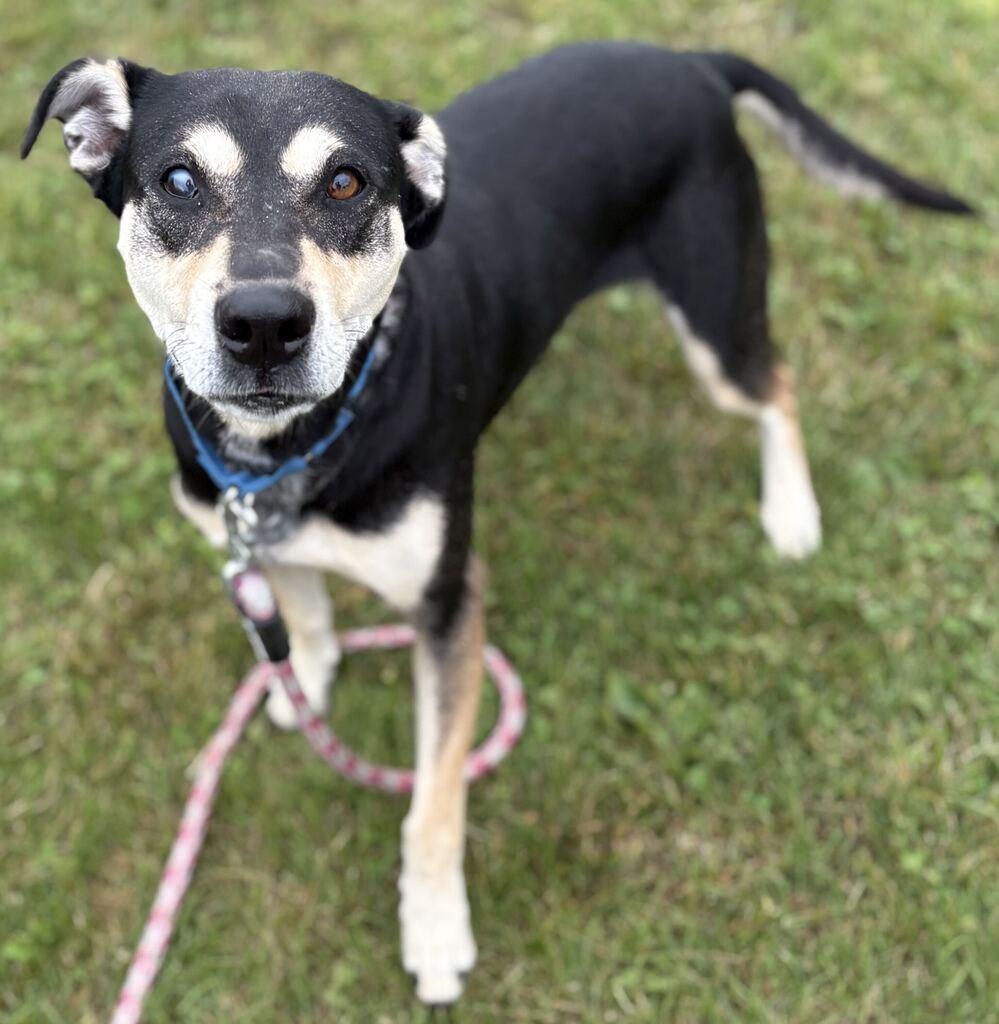 Enlarge Kitty, a Adoptable mixed breed in Jackson, MI image 4/6