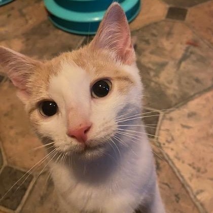 Moe, Adoptable, Kitten Male Domestic Short Hair.