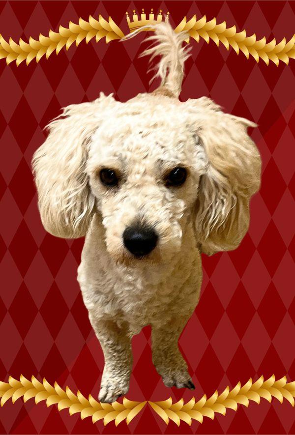 Enlarge Marcel, a Adoptable mixed breed in Salem, OR image 1/1
