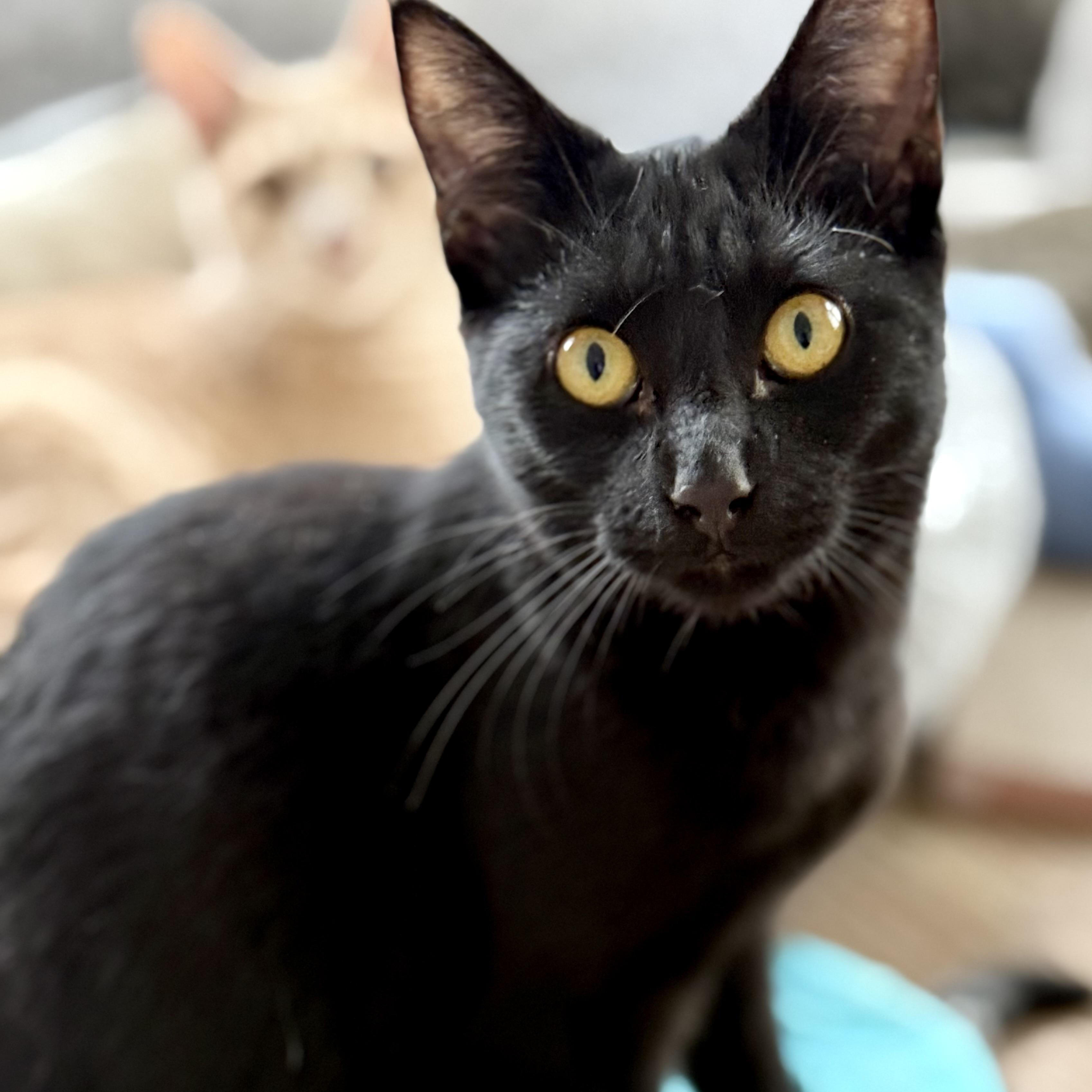 Sabrina, Adopted, Young Female Domestic Short Hair.