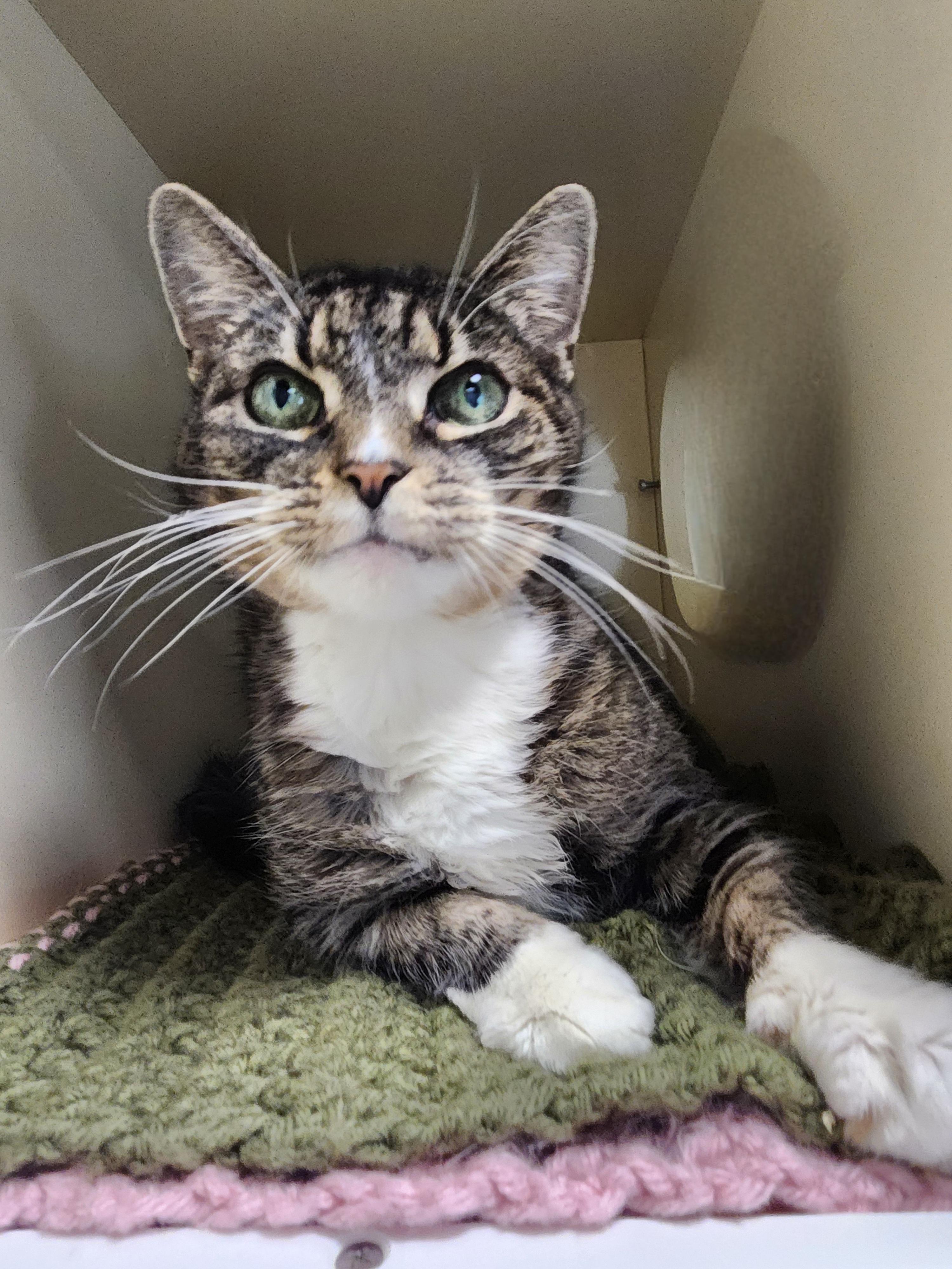 Paige, Adoptable, Senior Female Domestic Short Hair.